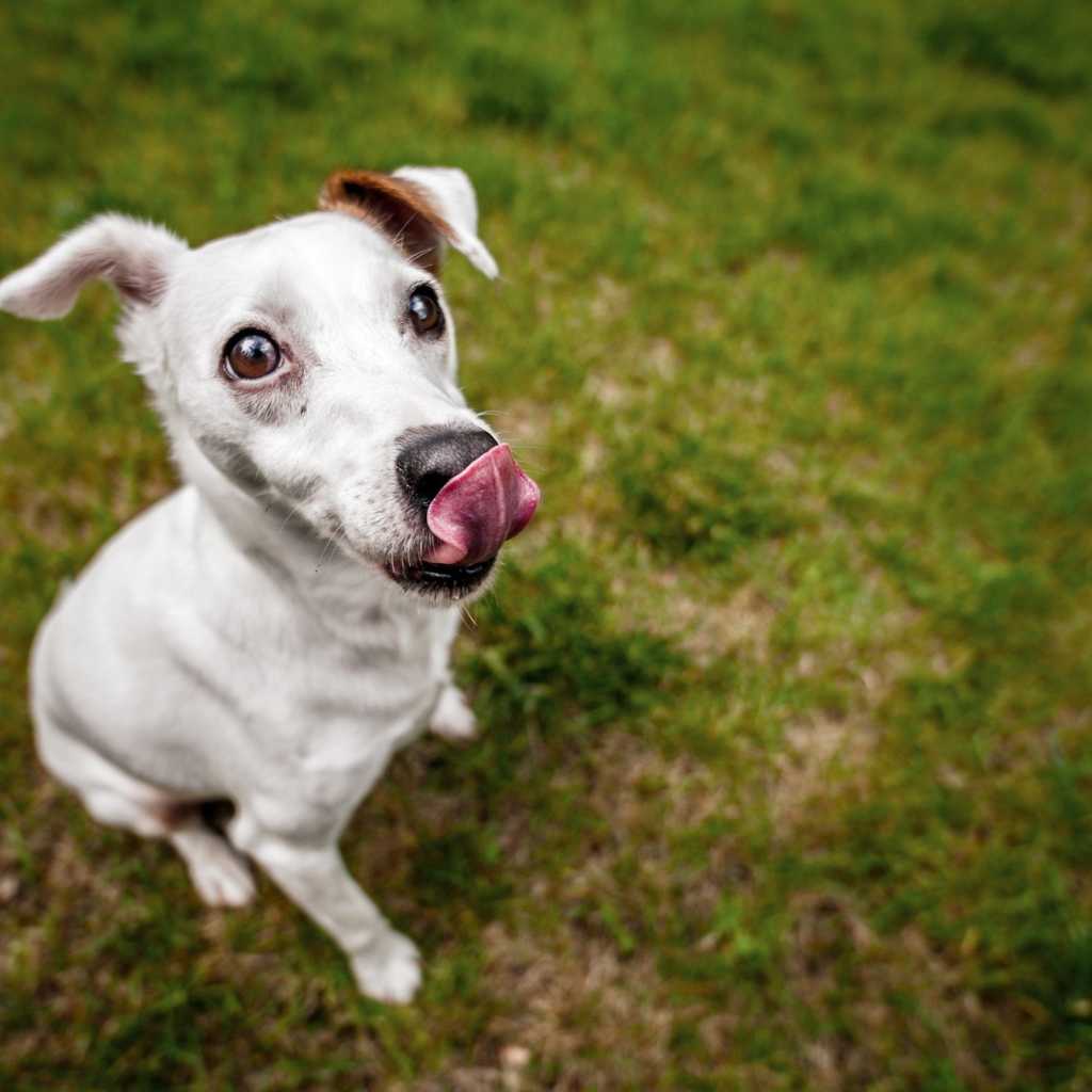 Собака облизывает свой нос