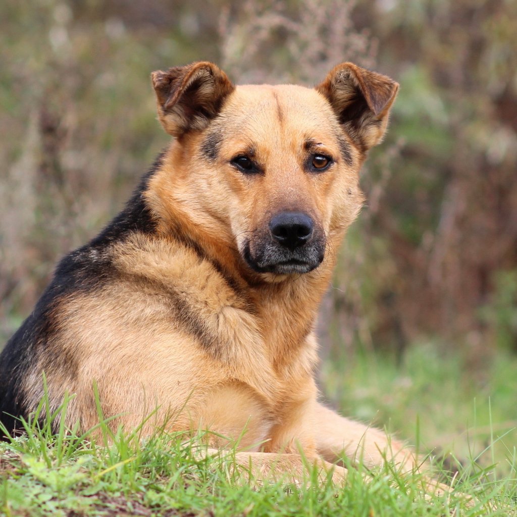 Собака лежит на траве