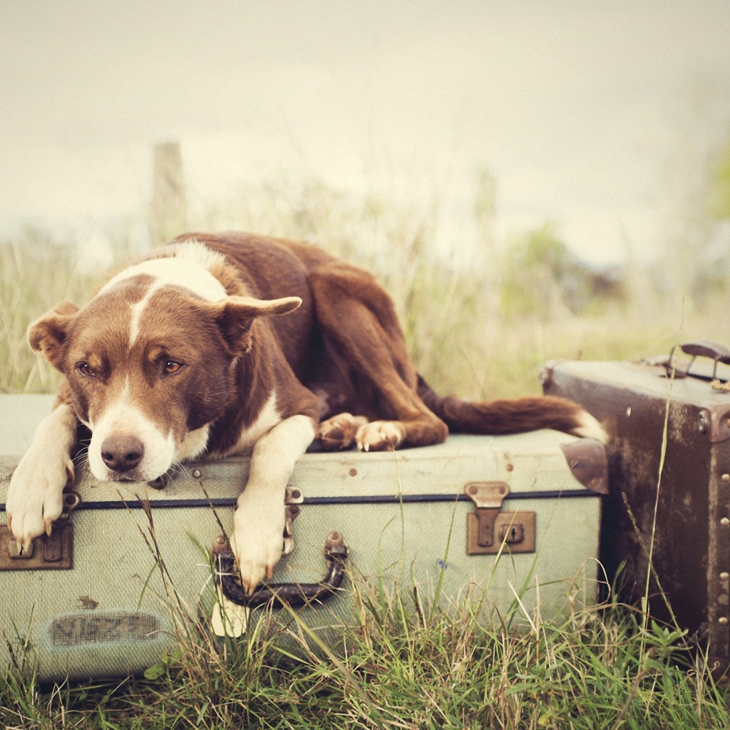 Собака лежит на чемодане