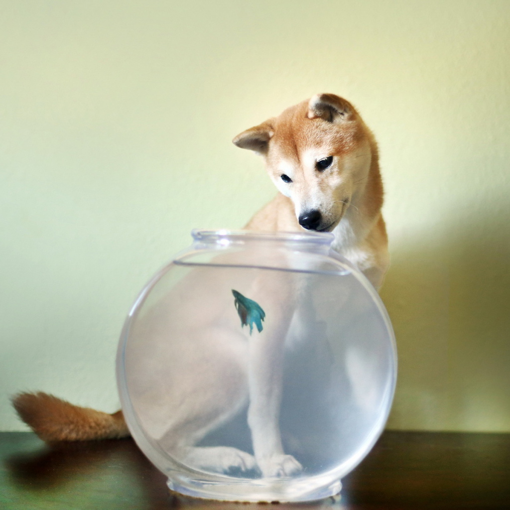 Собака смотрит на рыбу