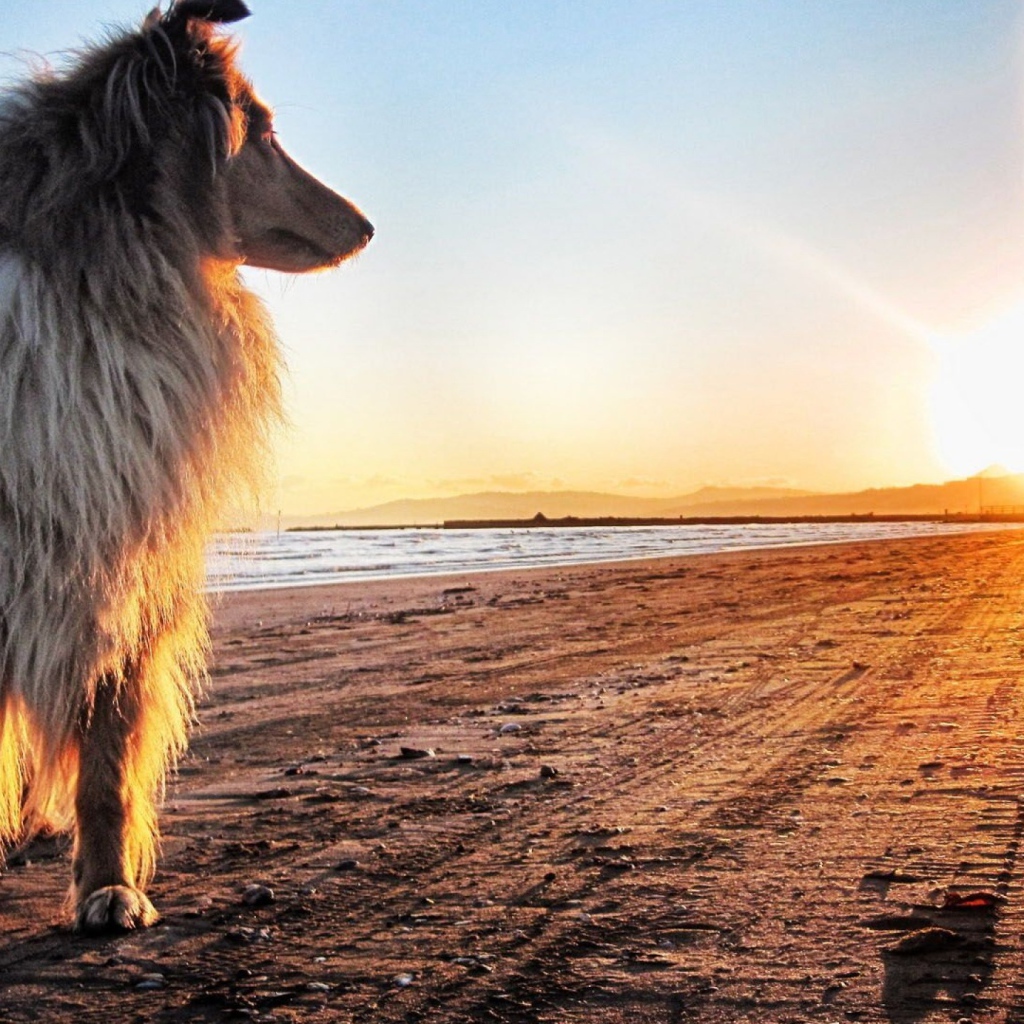 Собака смотрит на закат