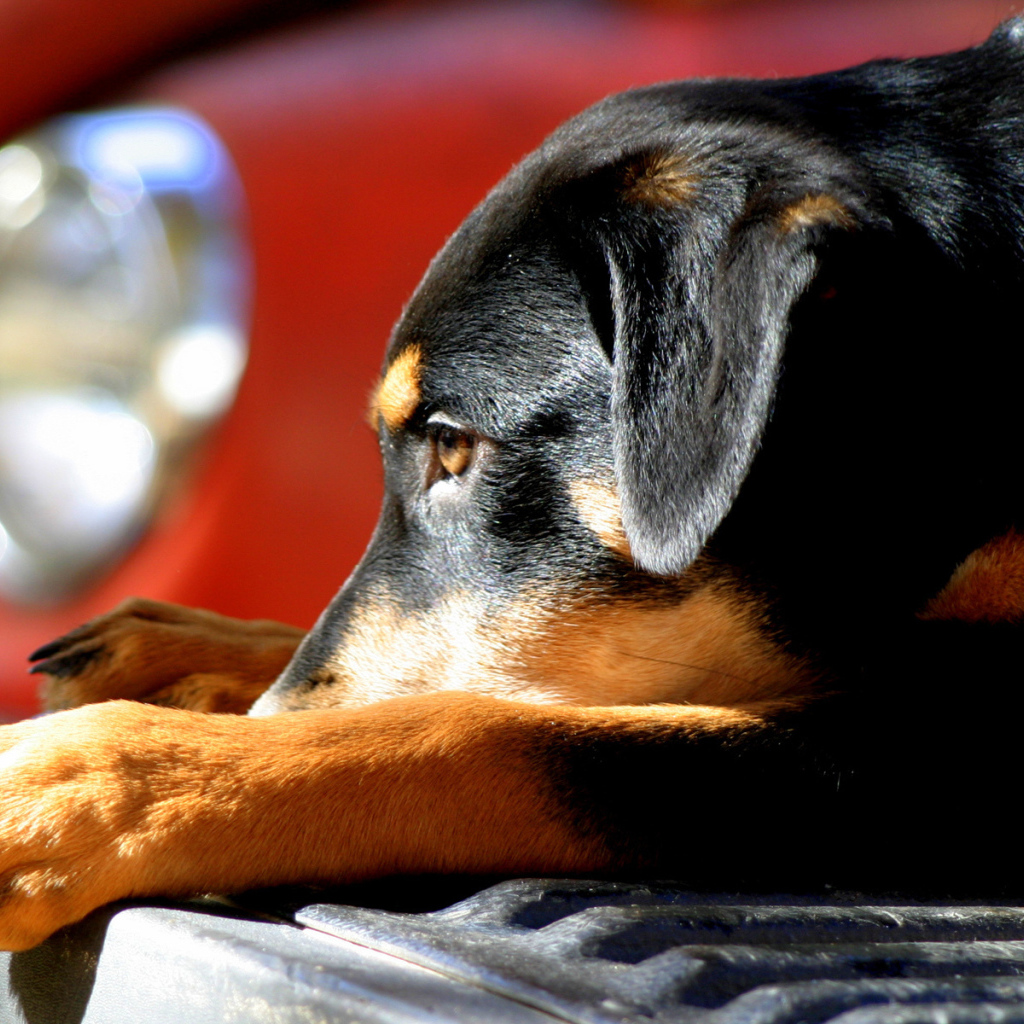 Собака на бампере