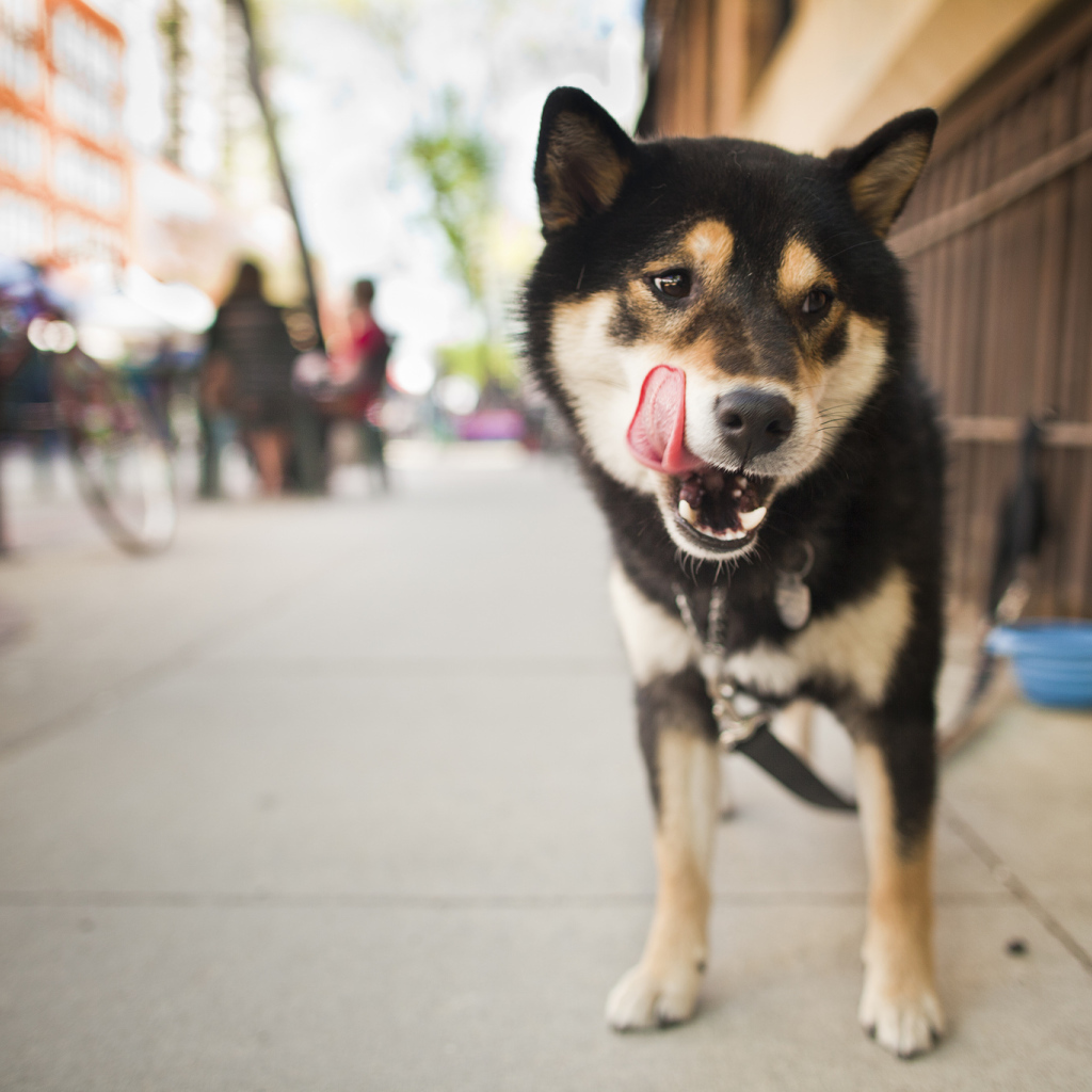 Собака на улице