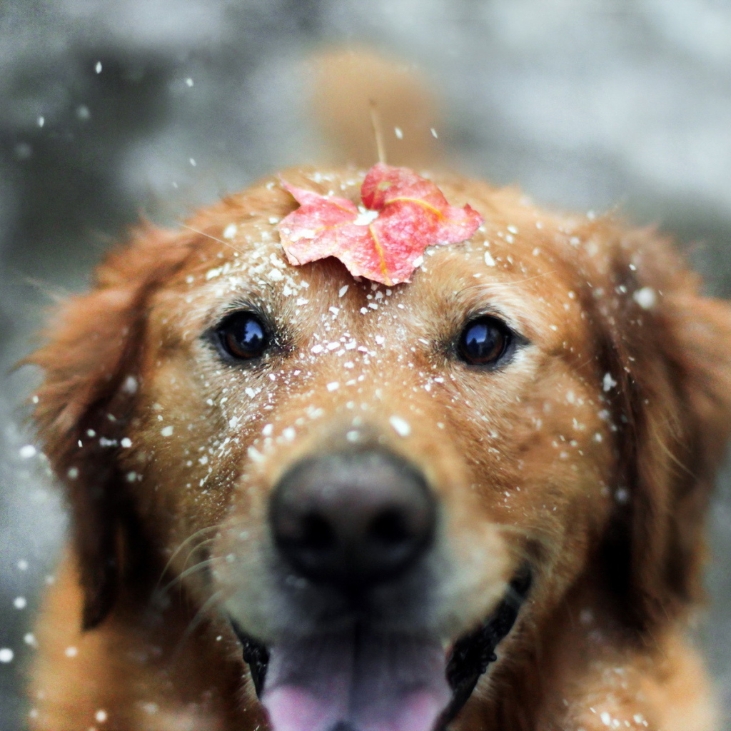 Морда собаки с листком