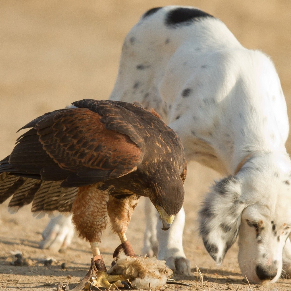 Собака тоже хочет кушать
