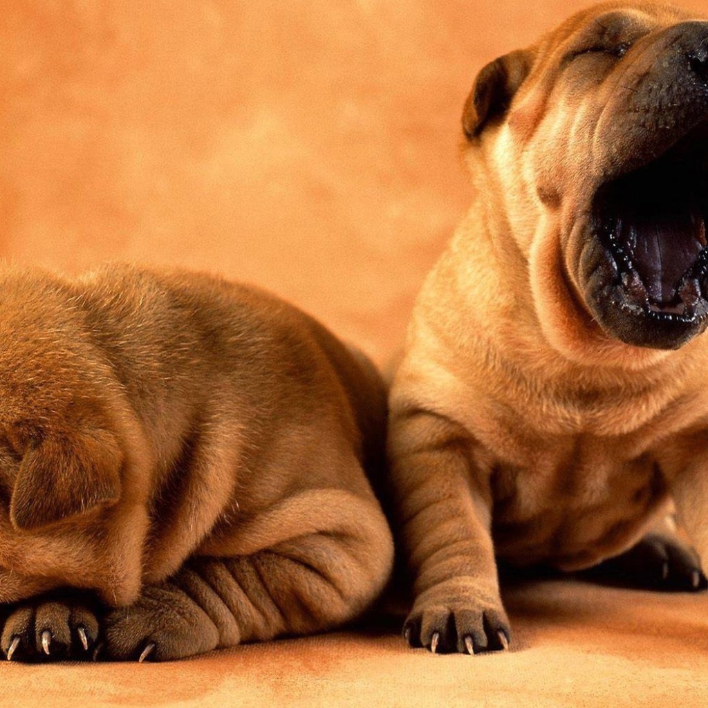 Собака хочет спать