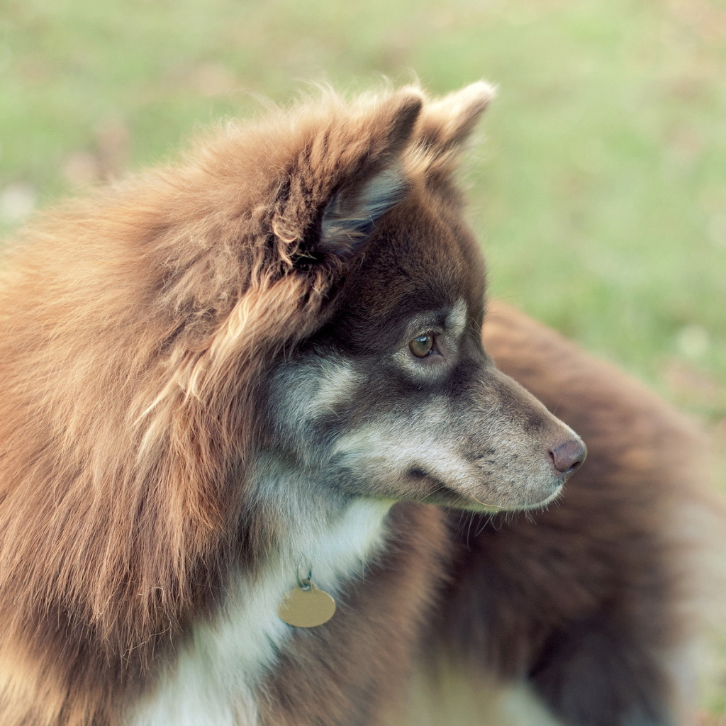 Собака с жетоном