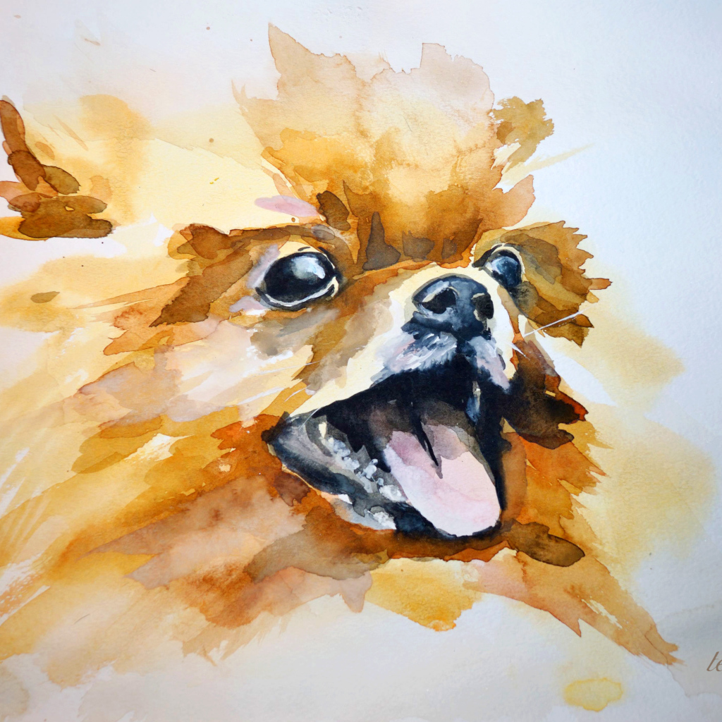 На рисунке шпиц