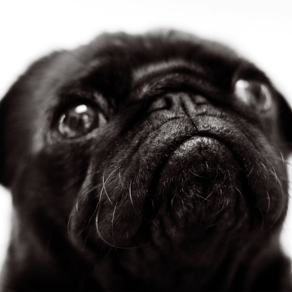 Морда черной собаки