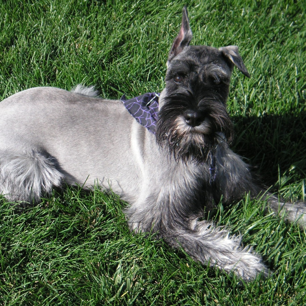 Девятимесячный шнауцер на траве