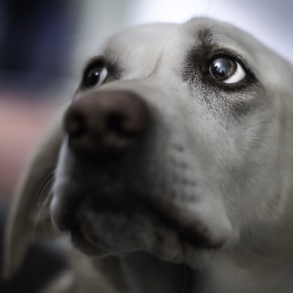 Взгляд собаки