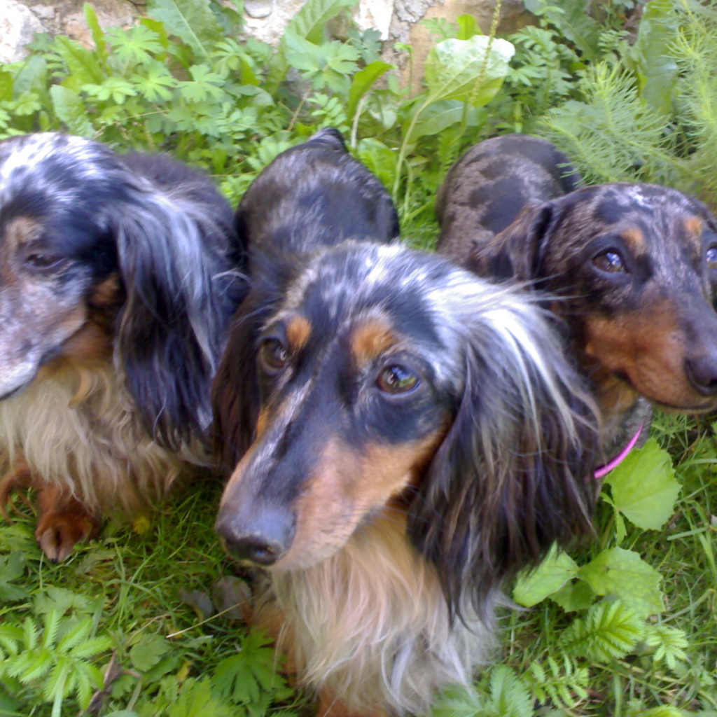 Трио такс в зарослях