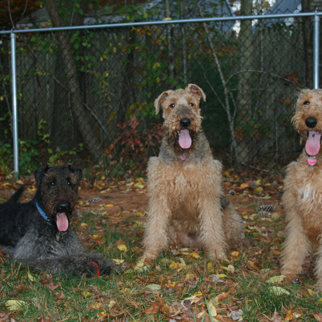 Три эрдельтерьера на охране