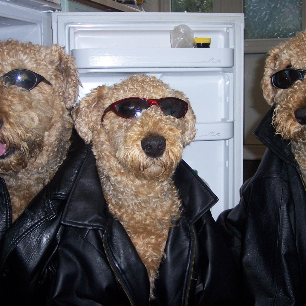 Три эрдельтерьера гангстера