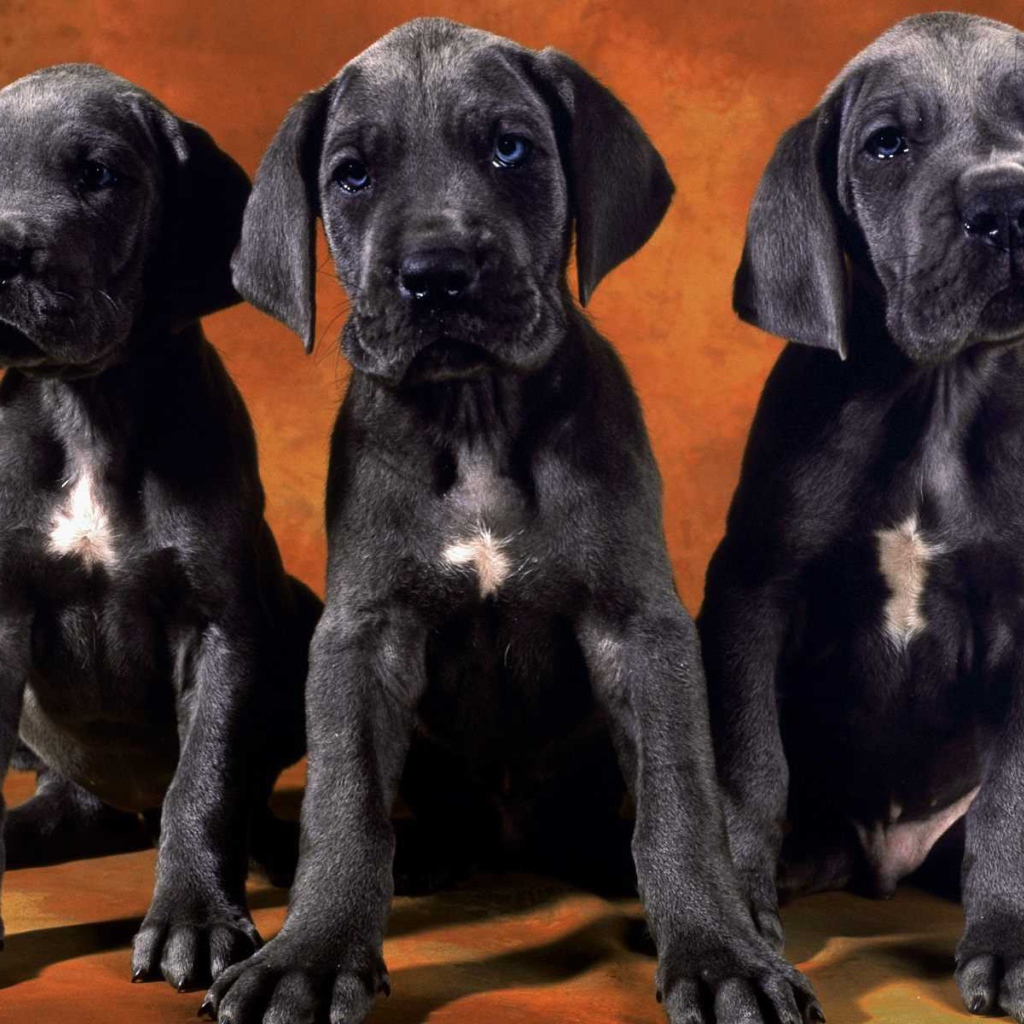 Три щенка добермана