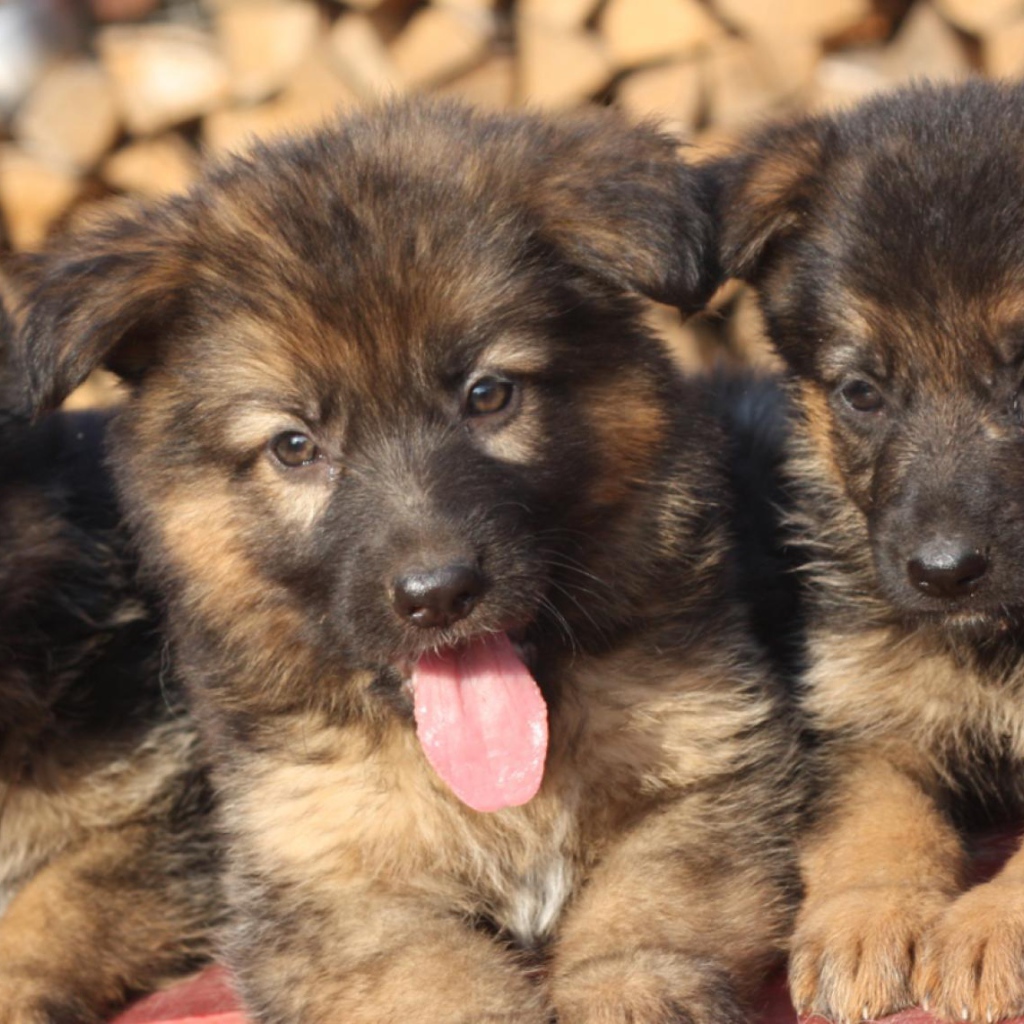 Три щенка немецкой овчарки