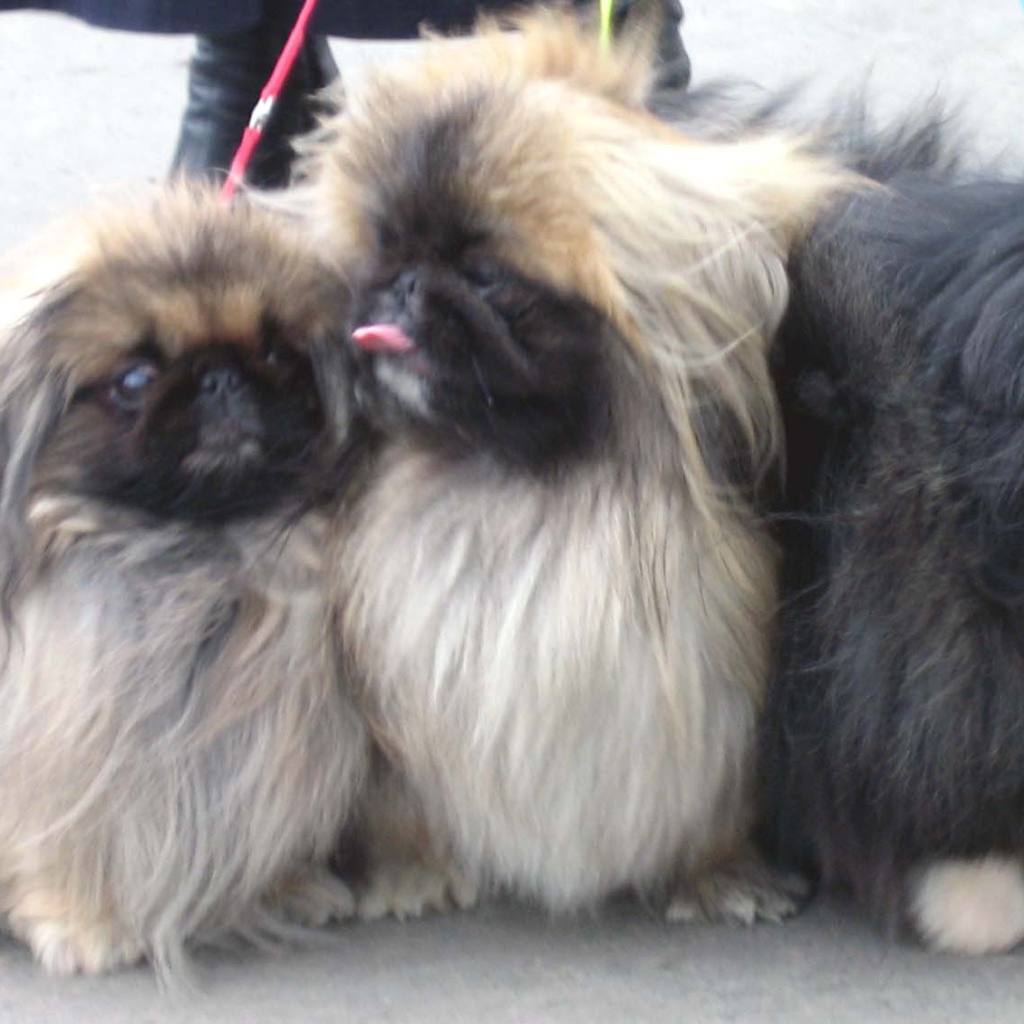 Три пекинеса на прогулке