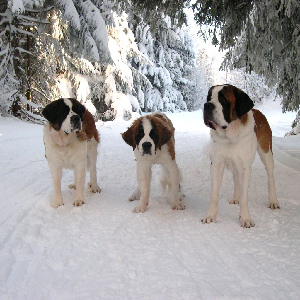 Три сенбернара в лесу