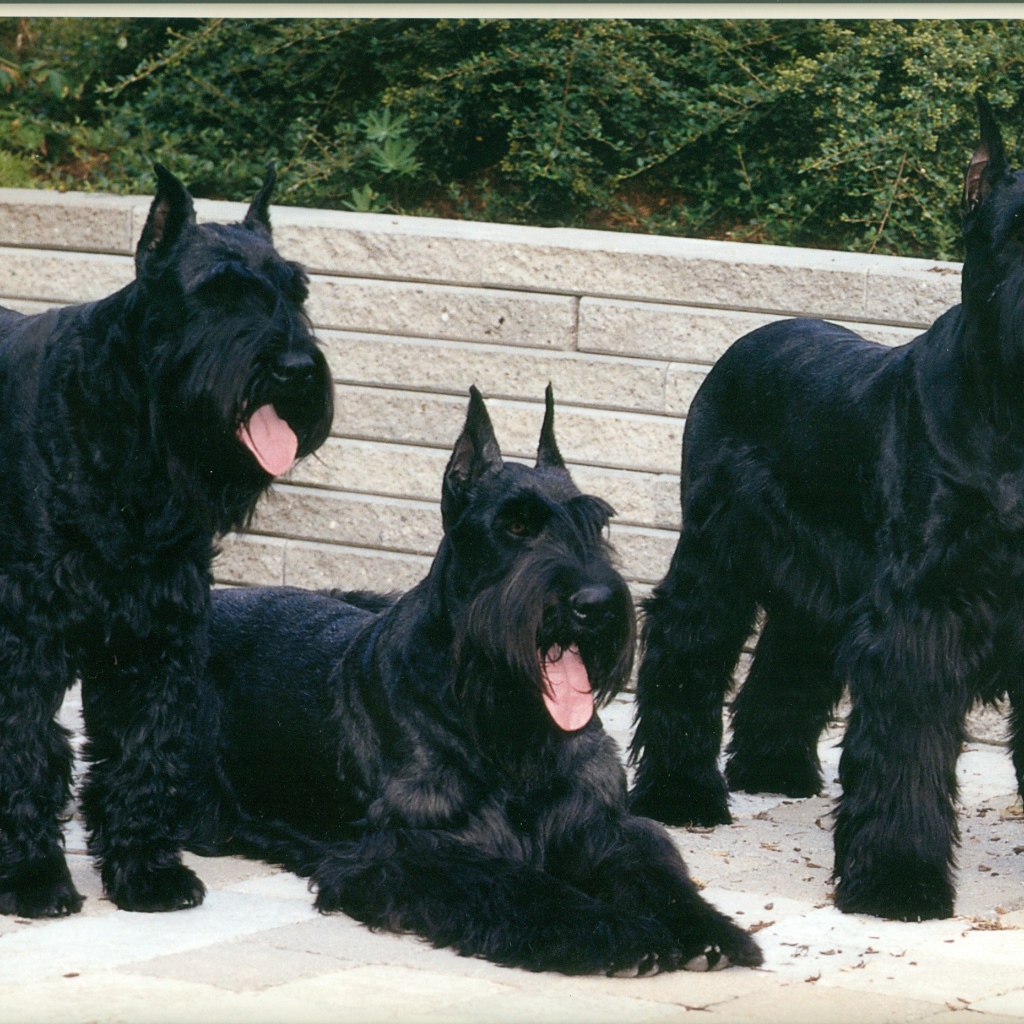 Три больших шнауцера
