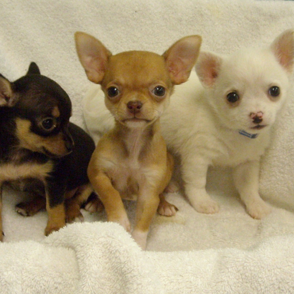 Три щенка чихуахуа