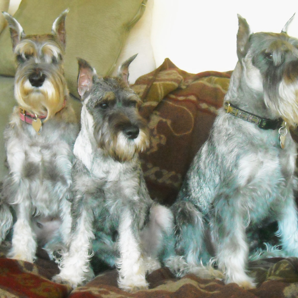 Три собаки шнауцера