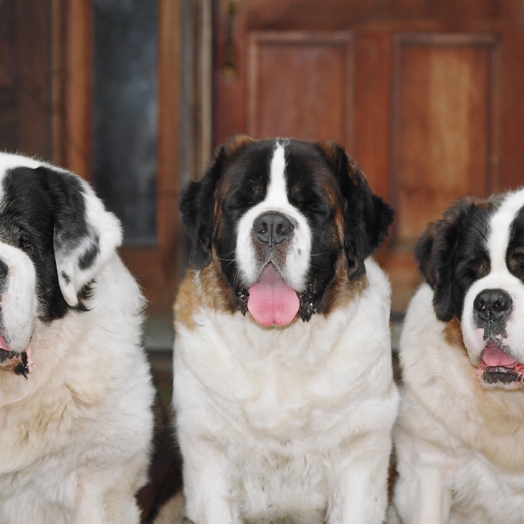 Три больших сенбернара