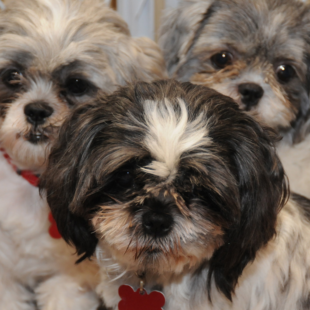 Три друга шитцу