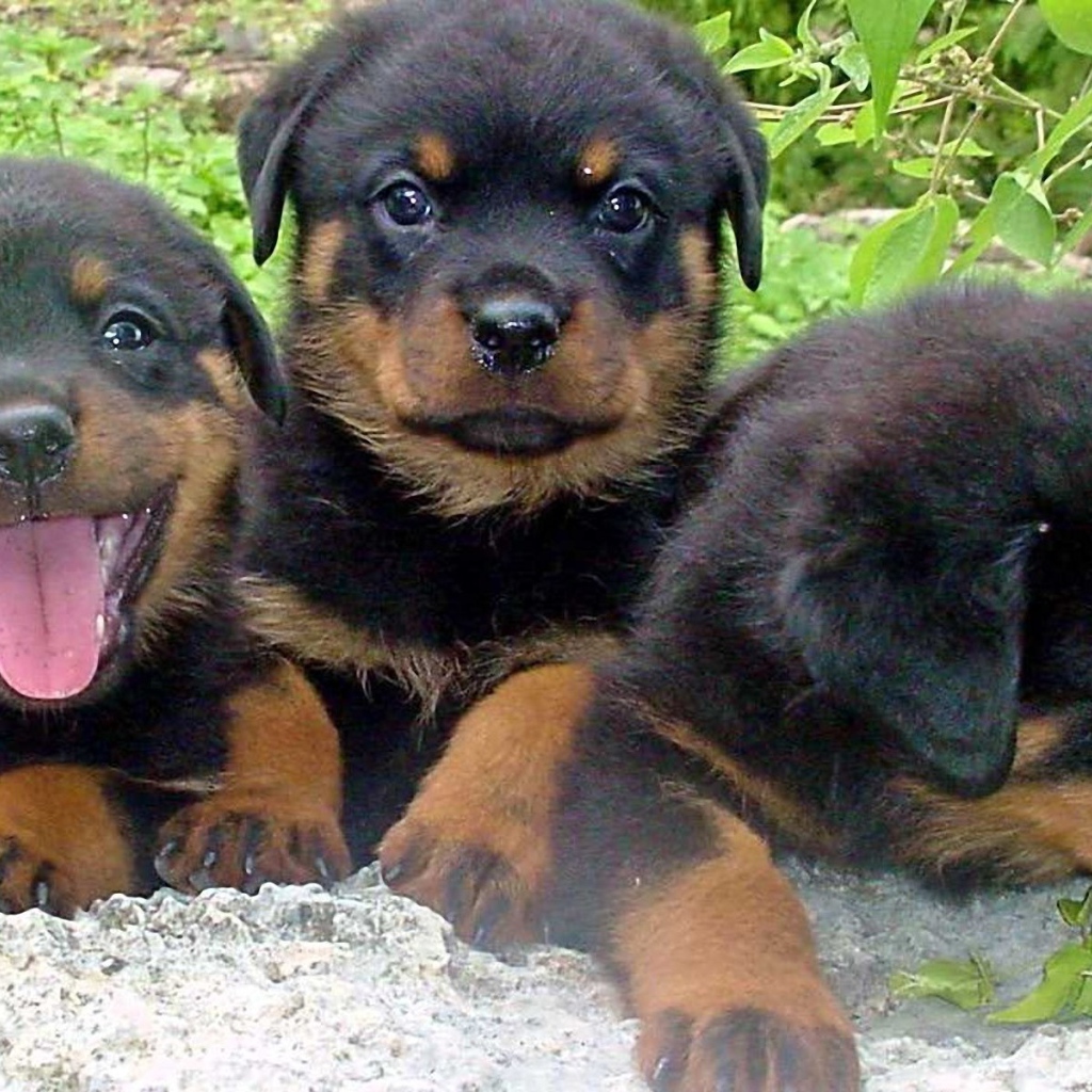 Три щенка ротвейлера