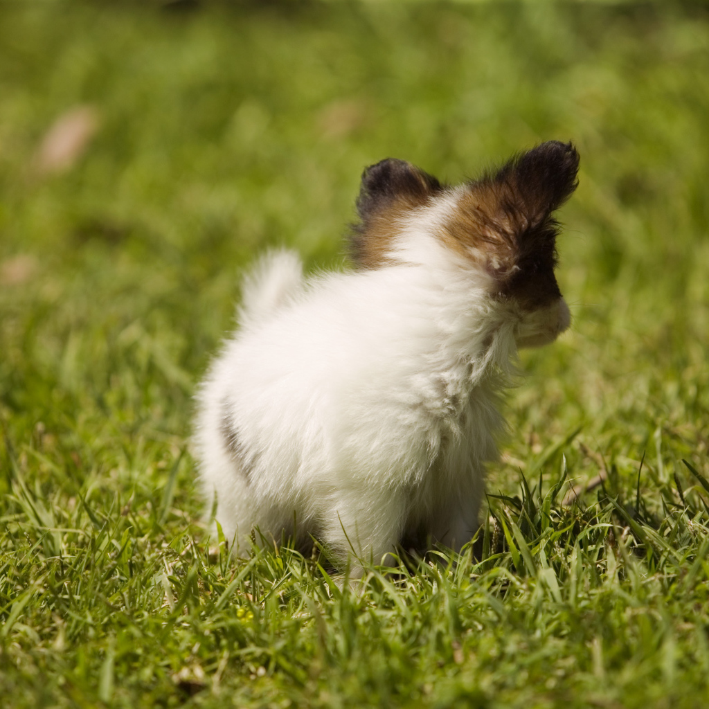 Крошечный японский хин