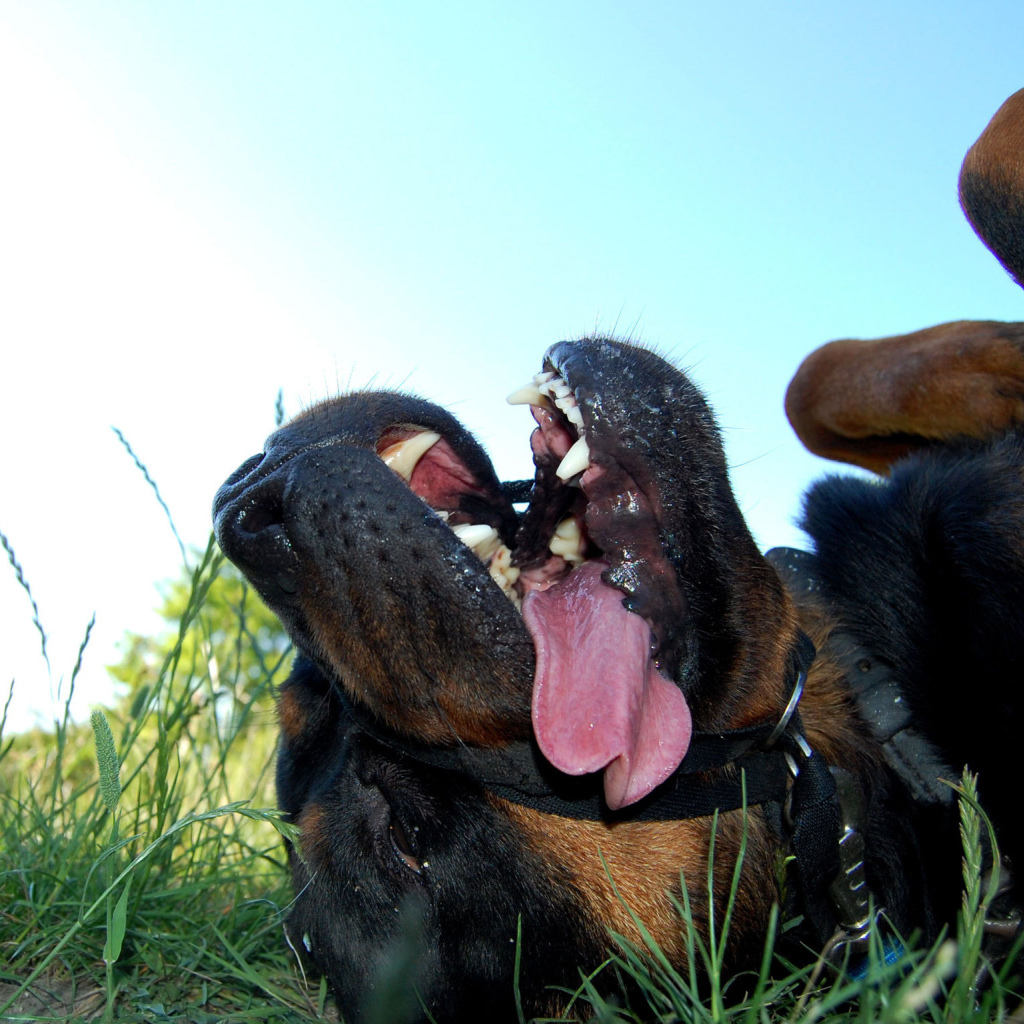 Уставший ротвейлер лежит на траве