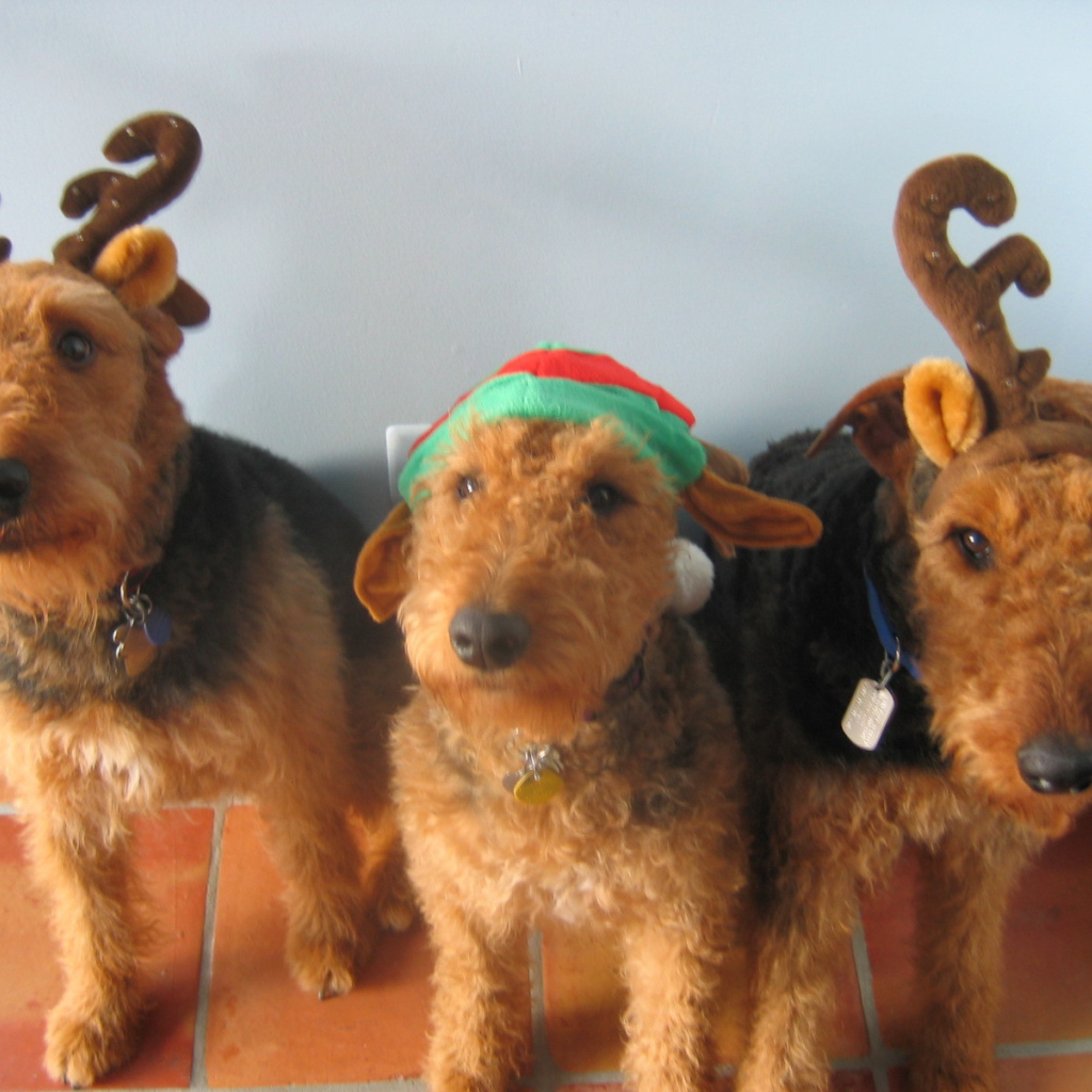 Тройка рождественских эрдельтерьеров