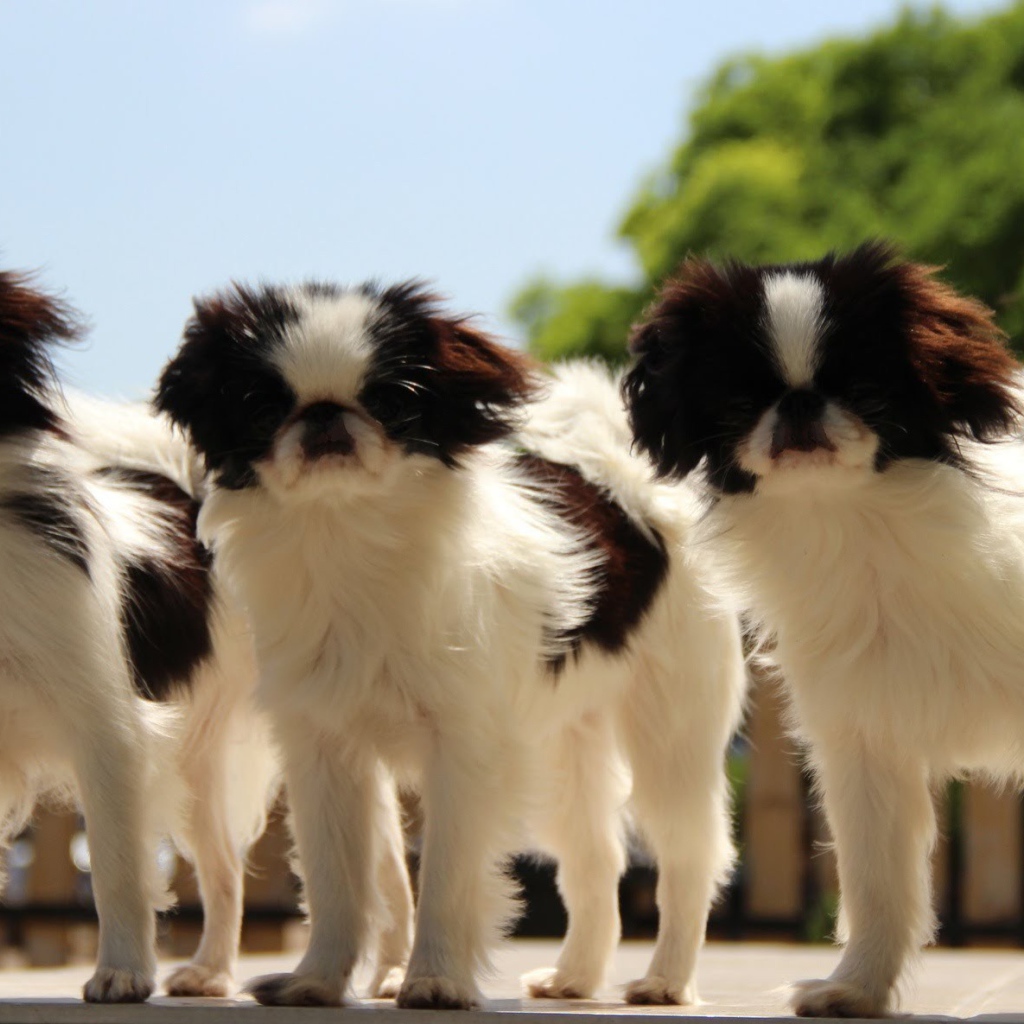 Тройка собак японский хин