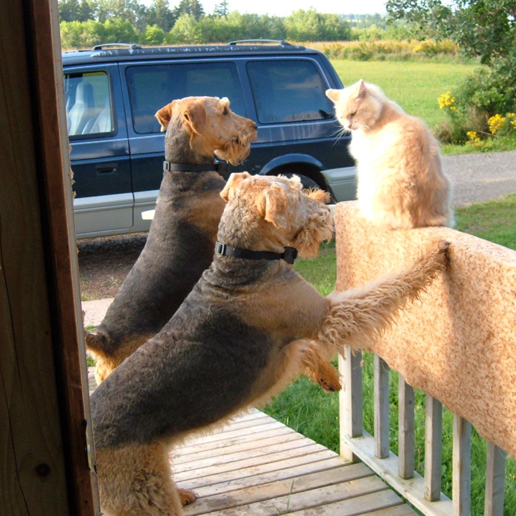 Два эрдельтерьера пристают к коту