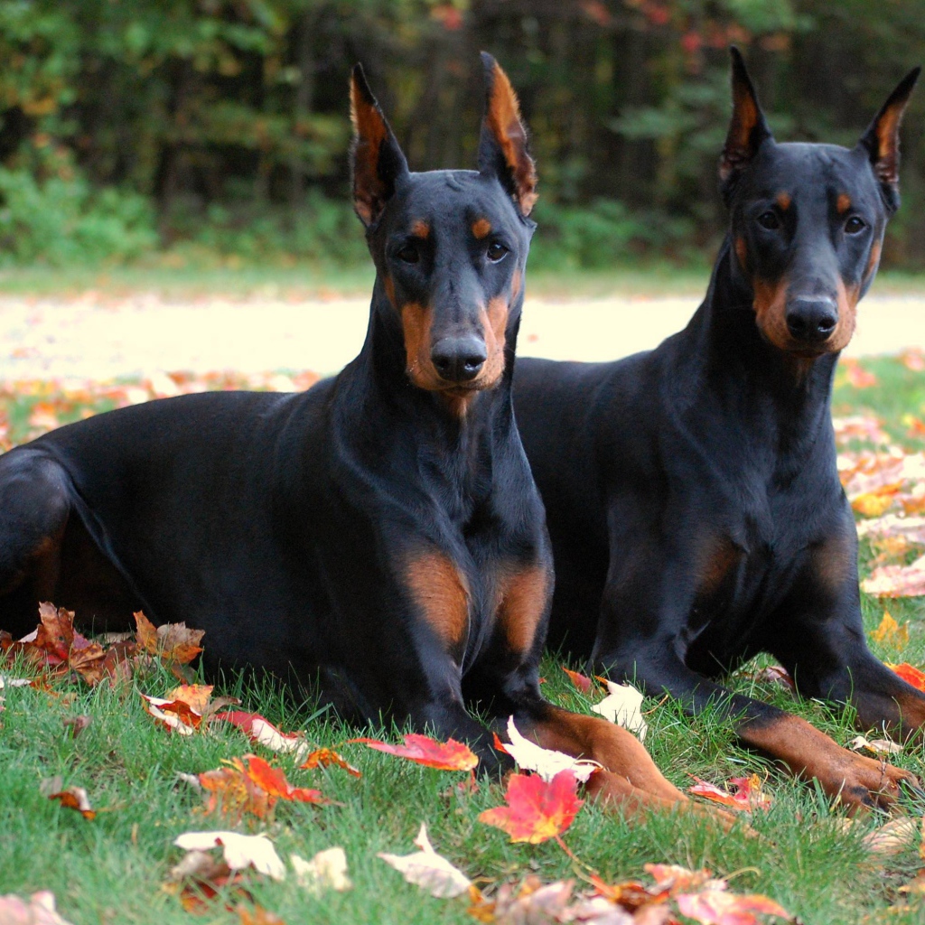 Два добермана в осеннем парке