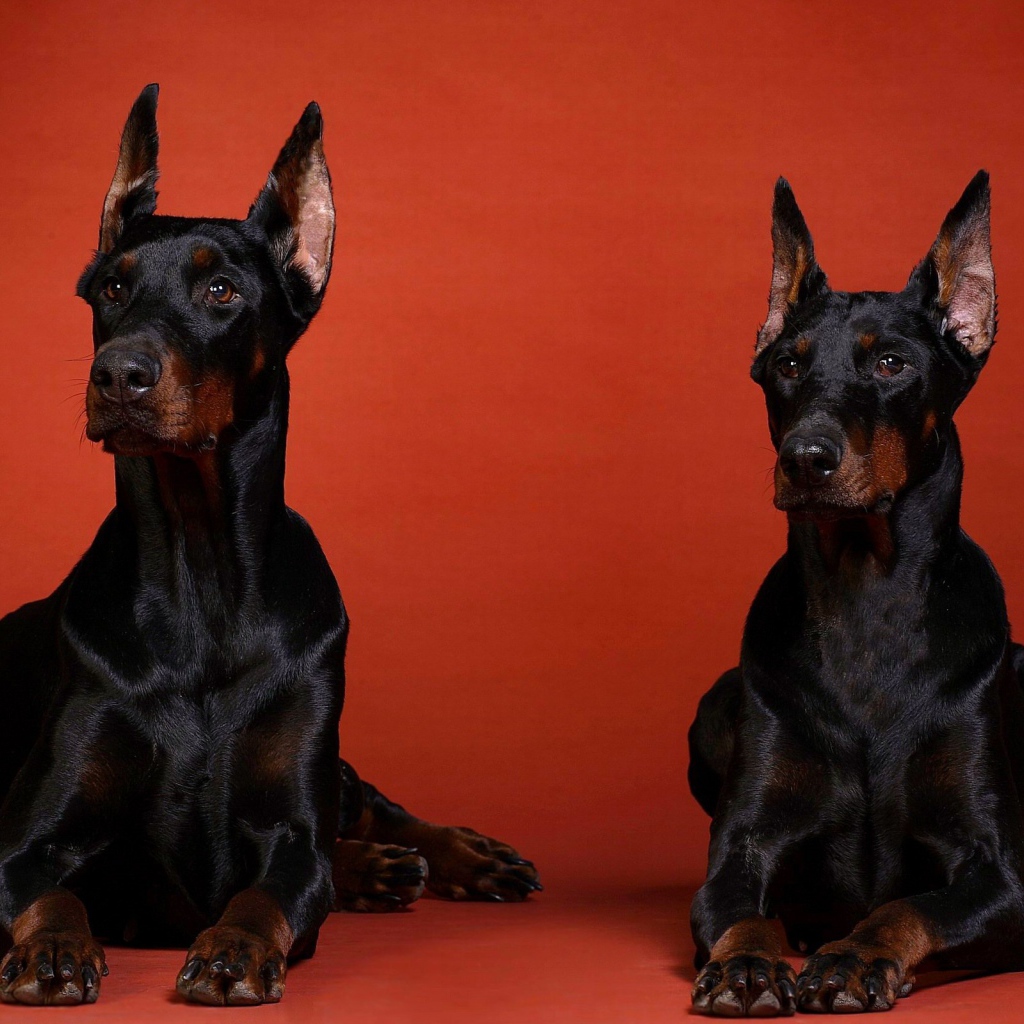 Два добермана на красном фоне