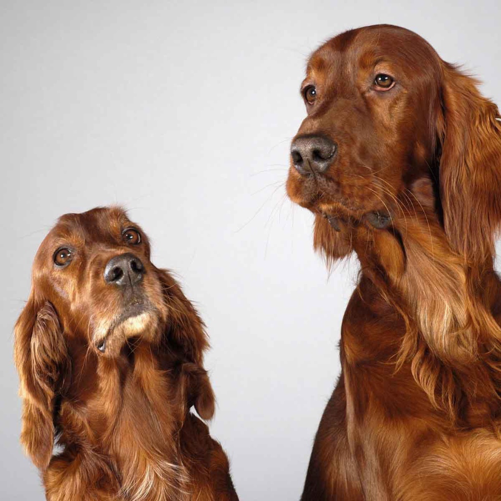 Два английских кокер спаниеля