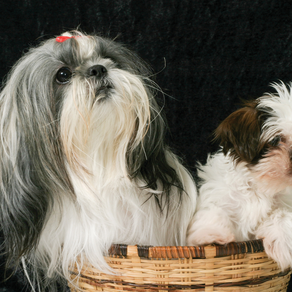 Два шитцу в корзине