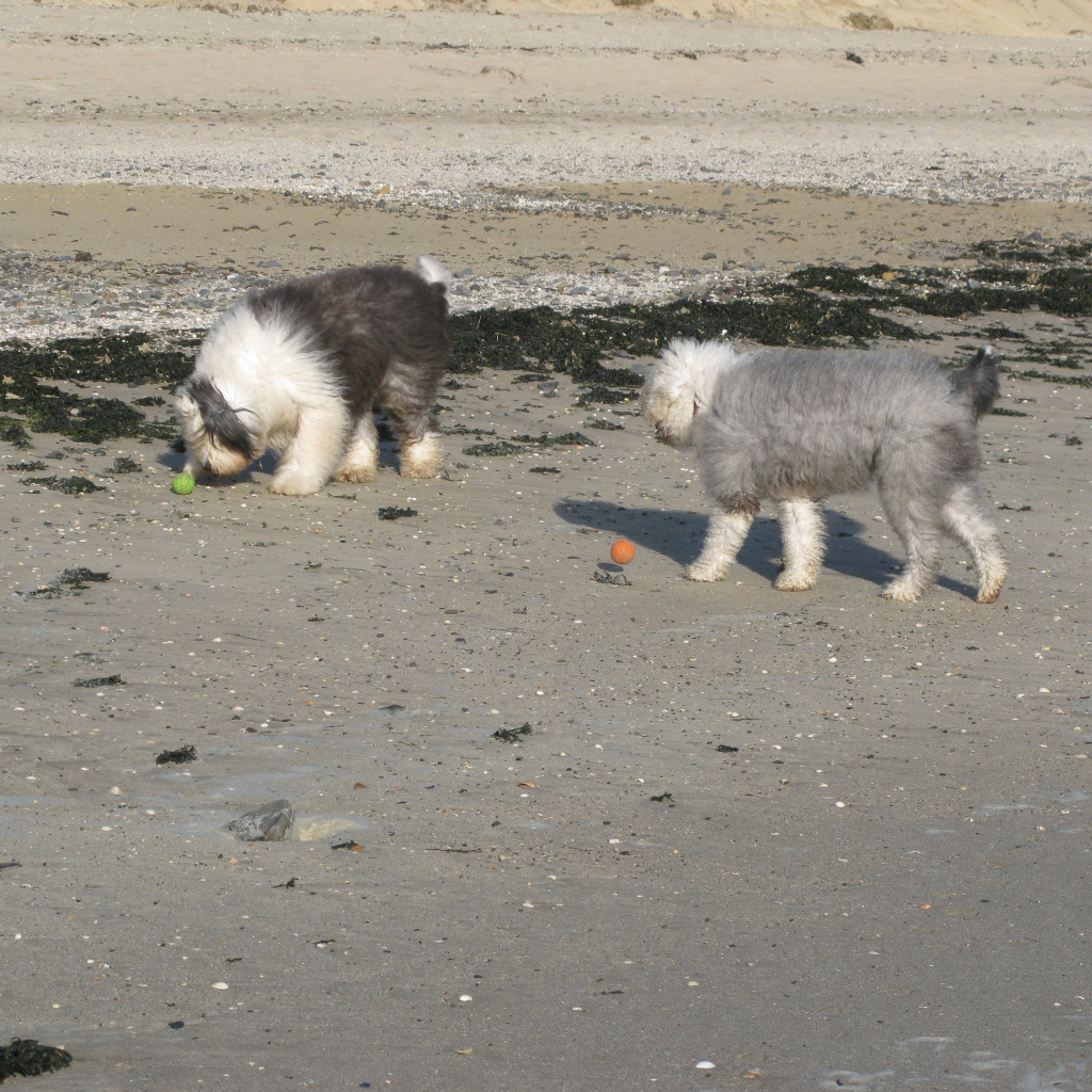 Два бобтейла на пляже