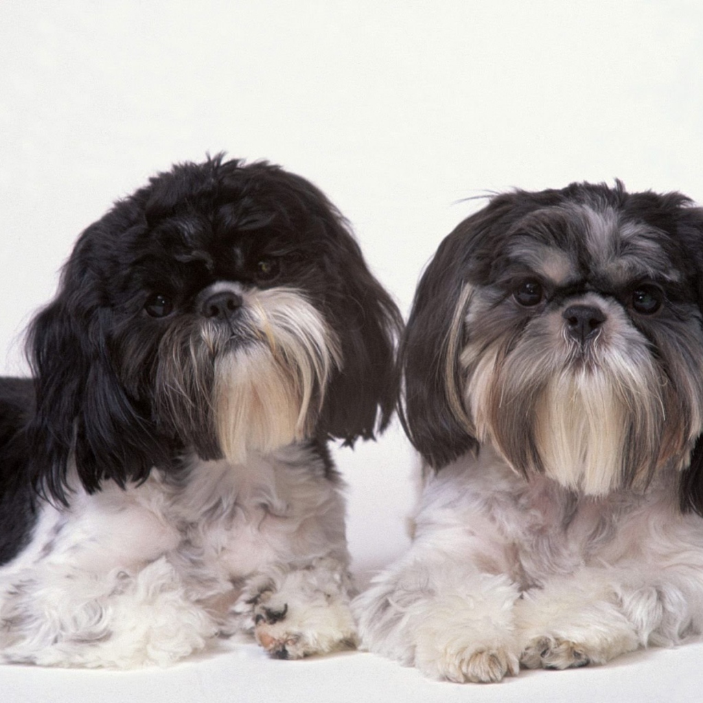 Два подстриженных шитцу