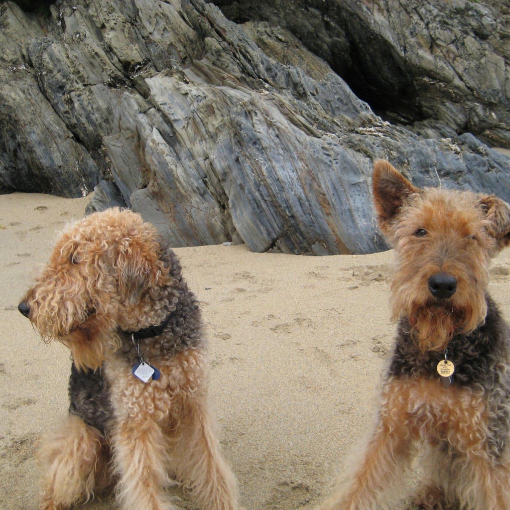 Два милых эрдельтерьера на пляже