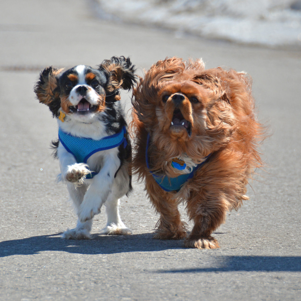 Две собаки кавалер кинг чарльз спаниель на пляже