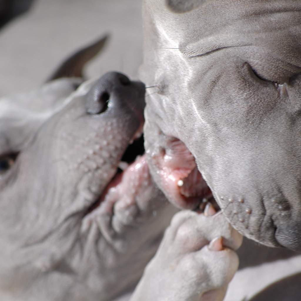 Две собаки тайский риджбек
