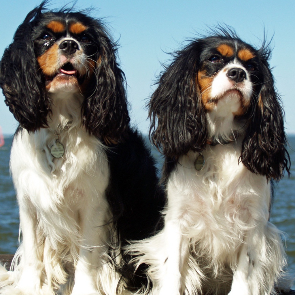 Две собаки у моря