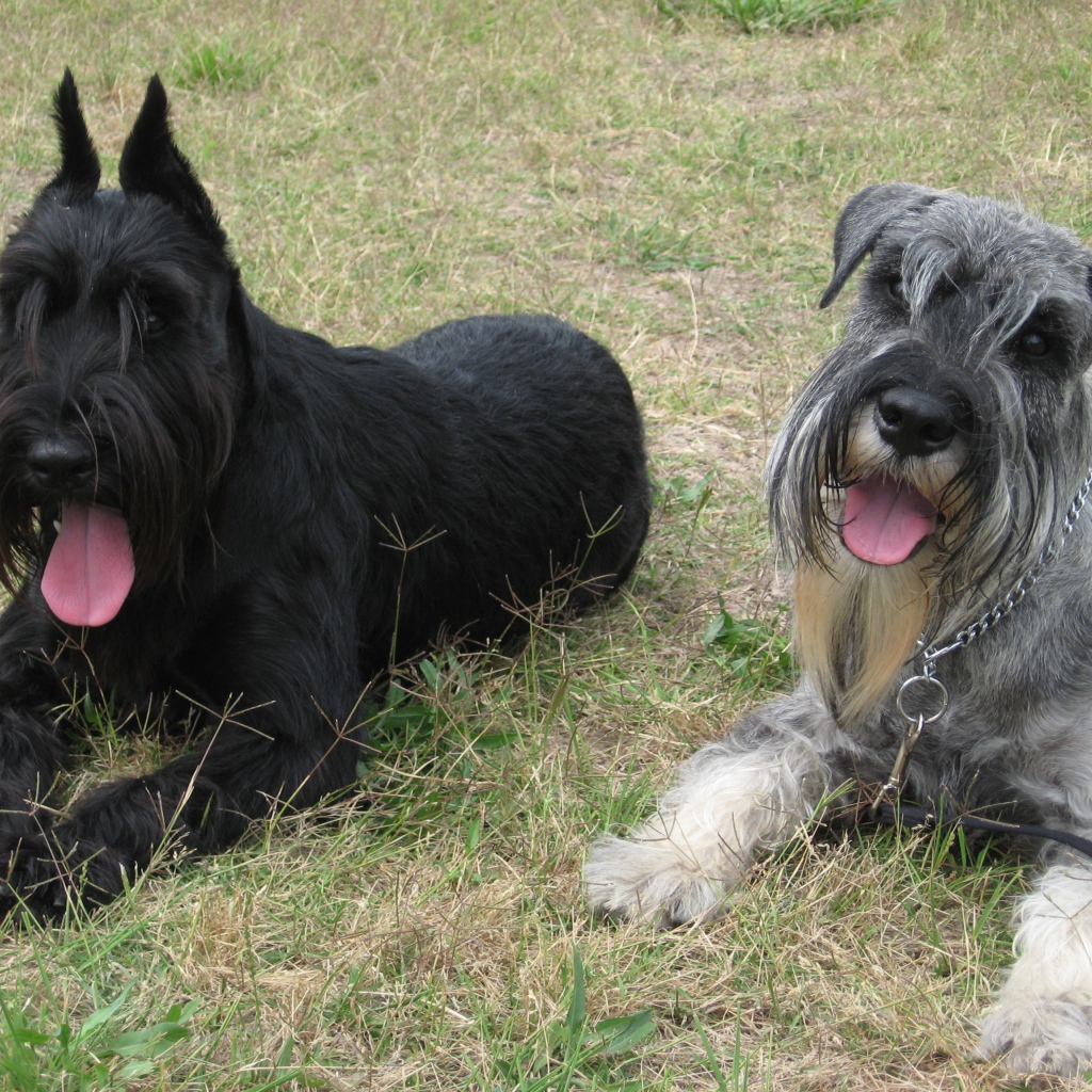 Две собаки шнауцера