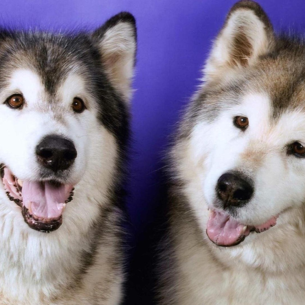 Две забавных лайки