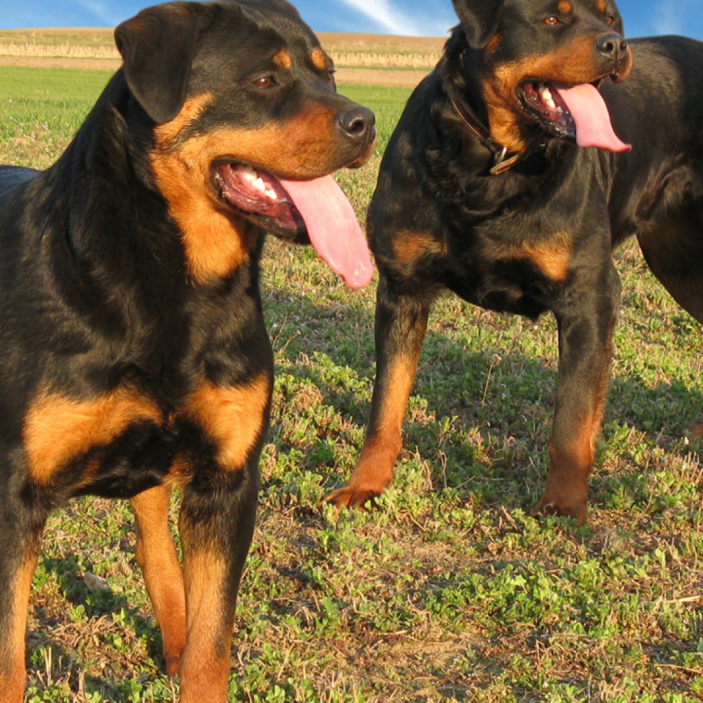 Два больших ротвейлера