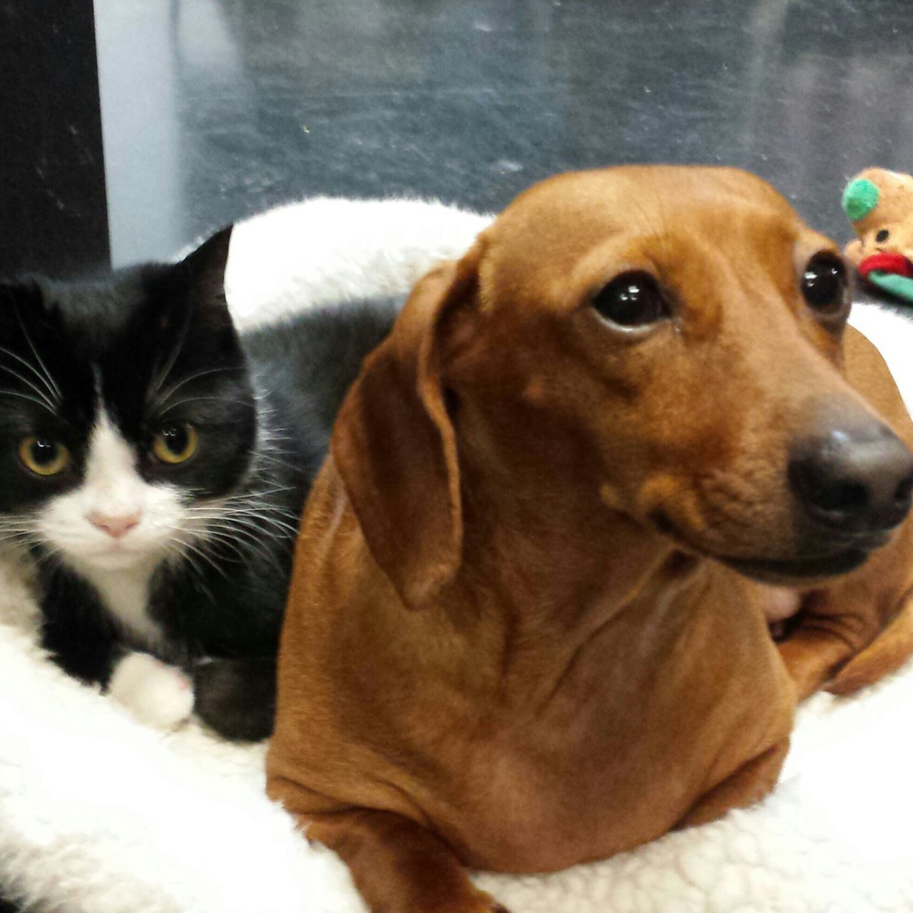 Два друга такса и кот