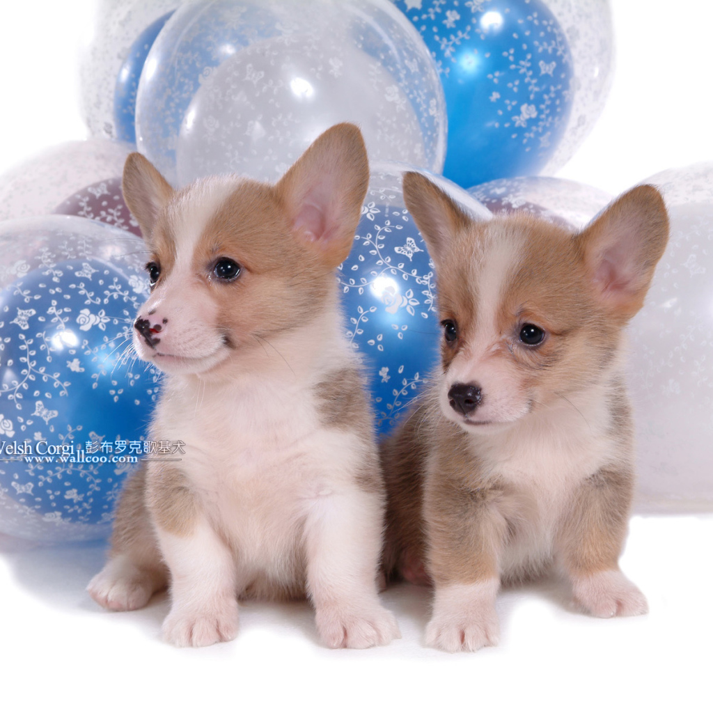 Два щенка вельш-корги на фоне шаров