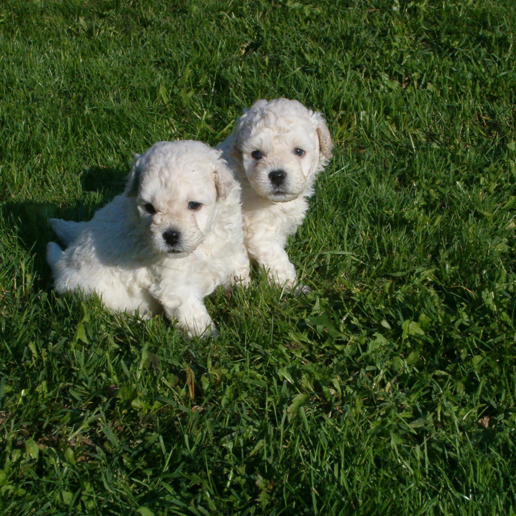 Два щенка собаки комондор