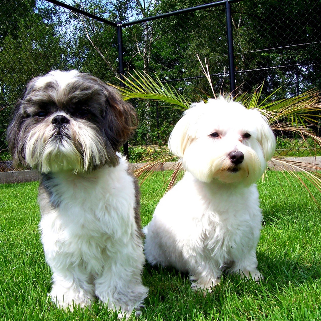 Two small dogs Shih Tzu